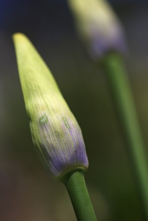 Agapanthus Buds
